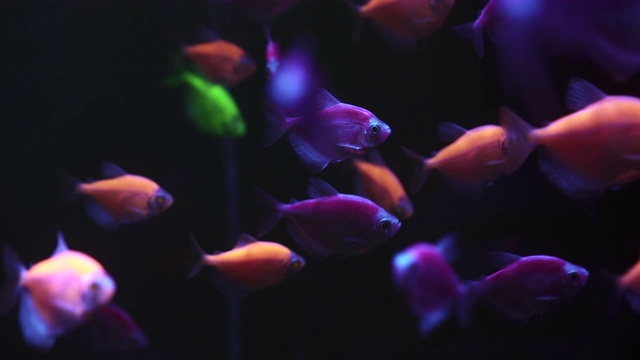 一群五颜六色的鱼在黑暗的水里游泳。视频下载