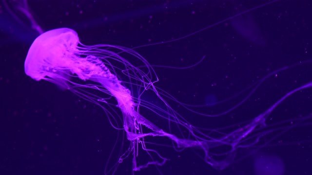 一只发光的紫色水母在水里游泳。视频下载