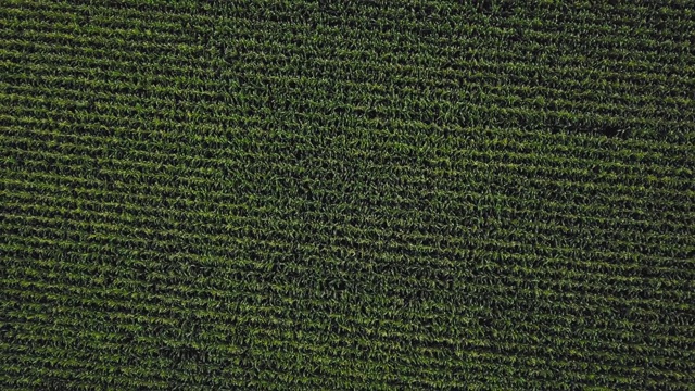 空中360视角的玉米田视频素材