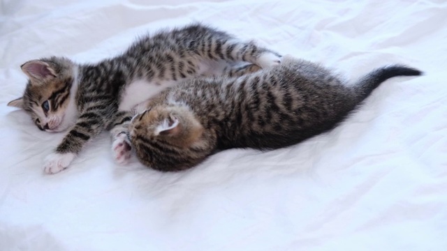 4k两只条纹家猫躺在床上的白光毯子上睡着了。睡觉和玩猫。可爱宠物的概念视频素材