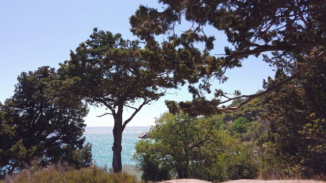 在一个阳光明媚的日子里，蔚蓝的海岸上长着高大的松树视频素材