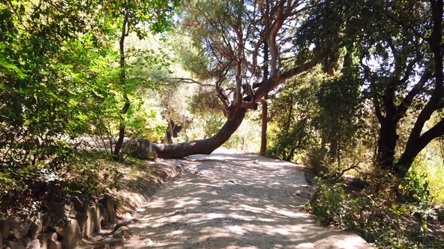 一棵弯曲的老松树，用它的树干挡住了路。视频素材