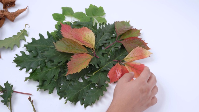 人们在白色的背景上布置一束新鲜的绿叶和红叶，作为室内装饰，创造秋天的构图视频下载