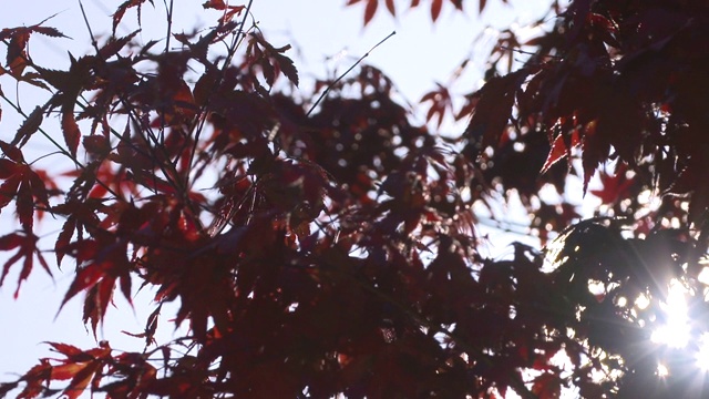 红色的枫叶在风中摇曳/韩国江原道雪若山视频下载