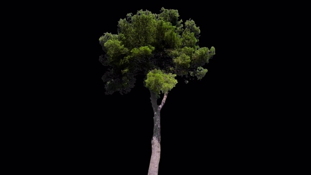 树前景- 25视频下载