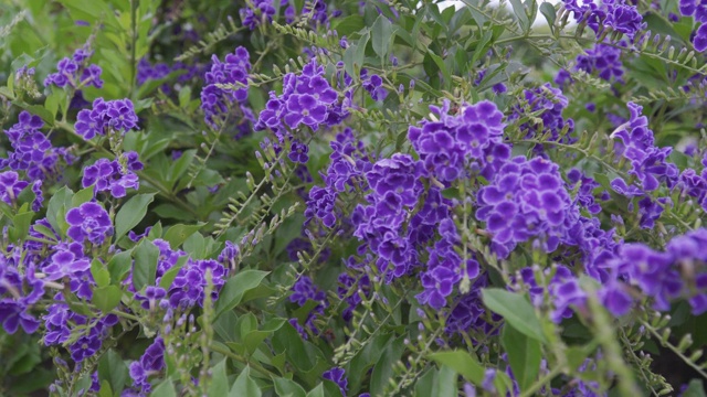 花园里的紫色的花视频素材