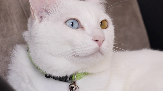 白色的猫视频素材