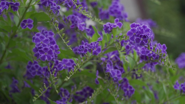 花园里的紫色的花视频素材