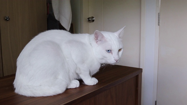白色的猫视频素材