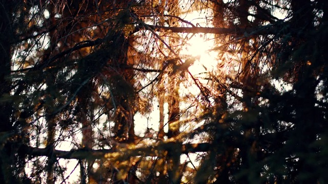 阳光明媚的夏日松林视频素材