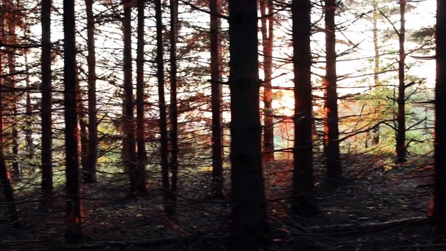 阳光明媚的夏日松林视频素材