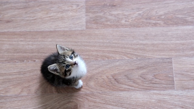 4k小猫等待食物。小条纹猫坐在木地板上，舔着，抬头看着相机视频素材