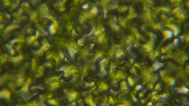 显微镜下的叶绿体。细胞分裂。细胞结构。细胞分裂。在显微镜下显示植物细胞的叶片表面。病毒感染。显微镜下的绿色植物细胞。转基因生物。DNA。视频下载