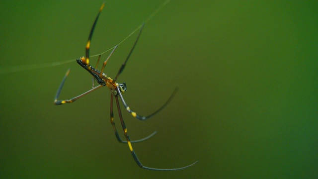 红腹蜘蛛，是一种金圆网蜘蛛，在热带雨林中织网。视频下载