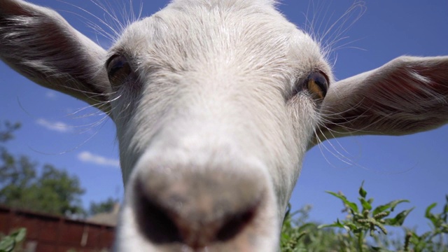 好奇的山羊看向摄像机并试图嗅它。搞笑山羊特写视频素材