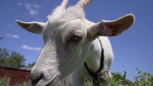 特写有趣的小山羊在蓝天的背景。牲畜视频素材