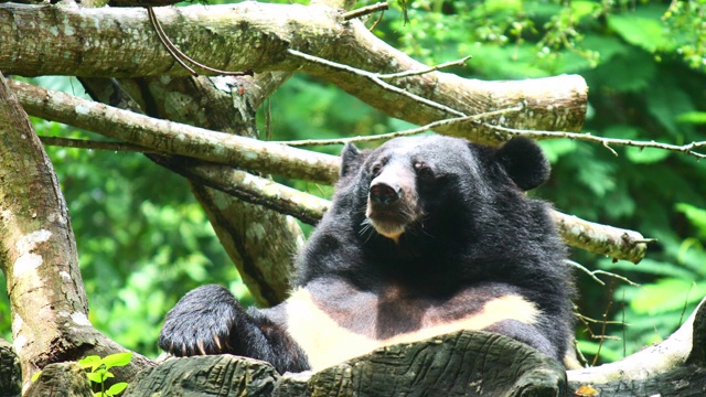 亚洲黑熊在野外放松并张开嘴咆哮视频下载