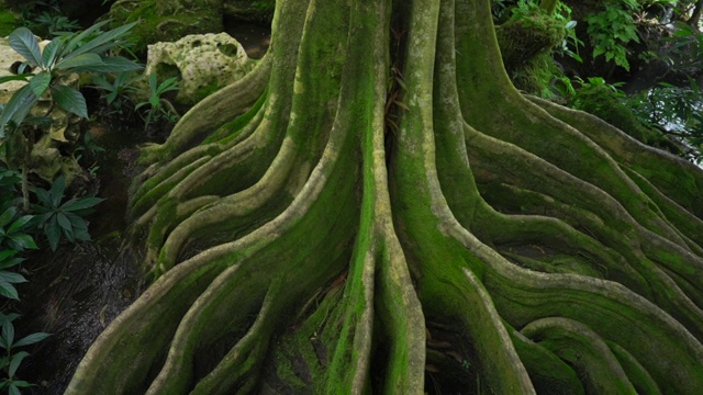 生长的绿树在地下扎根视频素材