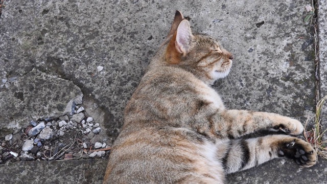 小猫咪躺在泥泞的水泥路面上，一边呼噜一边打盹，还晃动着脑袋视频素材
