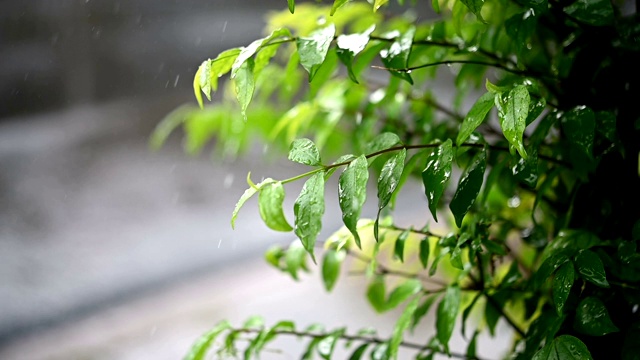 慢动作雨和树叶水滴从天空下雨的眼睛，四季自然干净的水滴视频素材