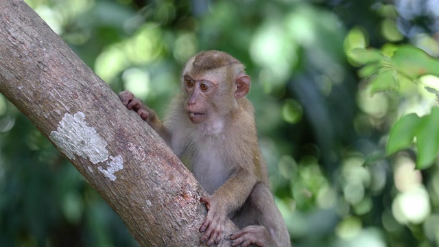 泰国自然森林里的小猴子。视频下载