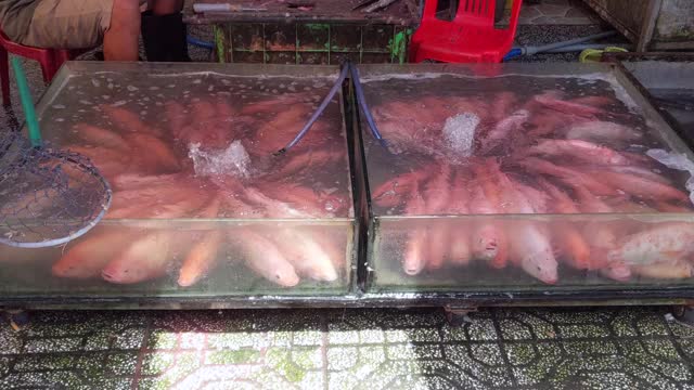 在越南市场上出售的活鱼视频下载