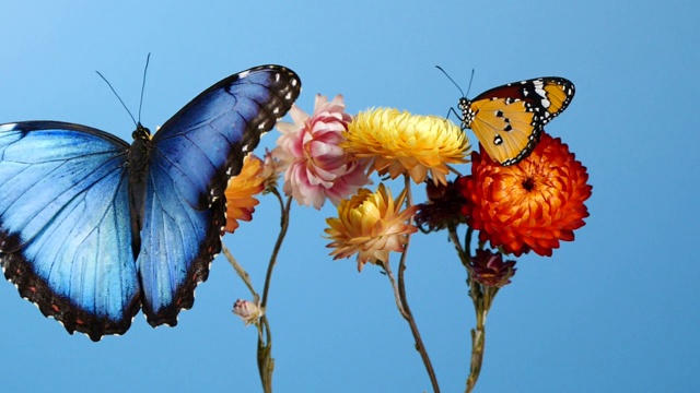 蓝色大闪蝶和黄色虎蝶在花上视频素材