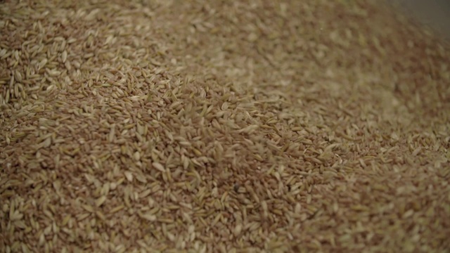燕麦粒视频素材