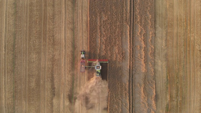 无人机拍摄:联合收割机收获小麦倾倒收获小麦到拖拉机翻车机。空中垂直拍摄。4 k视频素材