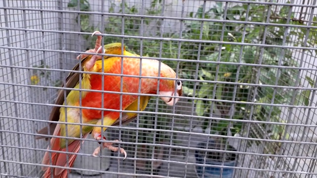 可爱的鹦鹉(红色因素菠萝conure)在笼子里视频下载