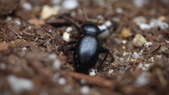 黑暗甲虫在土里挖洞产卵视频素材