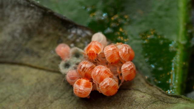 时光流逝，一群幼小的盾虫稚虫由卵孵化，孵化后视频素材