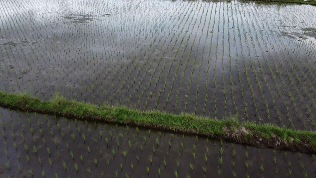 稻田，空中拍摄的巴厘岛，农业视频下载