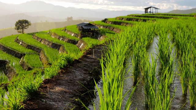 亚洲的稻田梯田农业与降雨日落时间视频下载