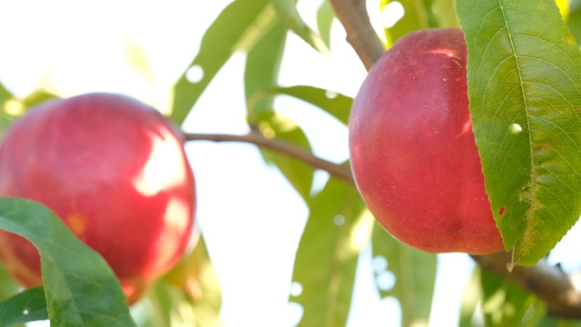 花园里树枝上的油桃，特写。天然、有机、美味的水果。油桃是桃的一种。视频素材