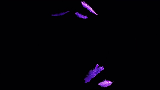 孤立的彩色羽毛漂浮在黑色的背景上视频素材