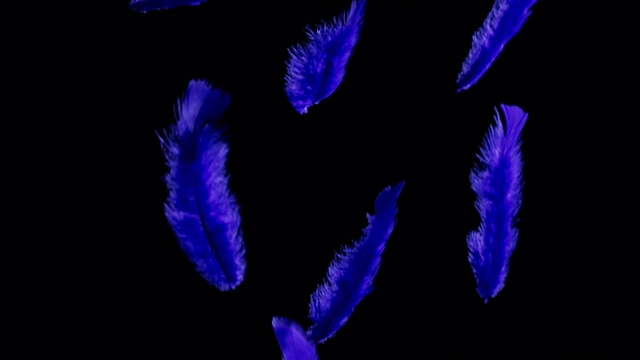 孤立的彩色羽毛漂浮在黑色的背景上视频素材
