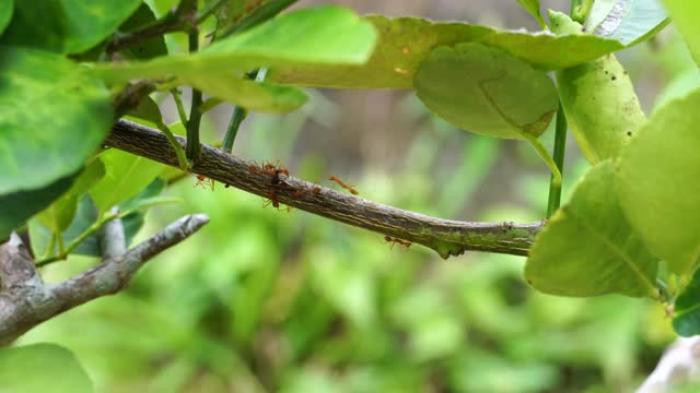 红橙蚂蚁在菩提树上工作视频下载
