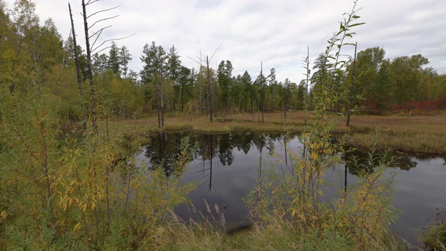 秋天的风景，一个湖在一个沼泽在森林，吸血蚊飞和爬沿镜头视频下载