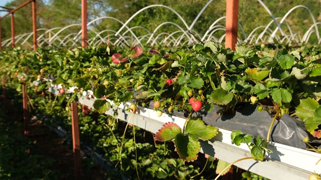 草莓农场。花园里等待成熟的草莓。健康，有机和美味的水果。视频素材