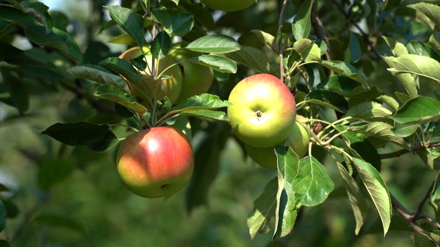 苹果园树枝上成熟多汁的红苹果视频素材