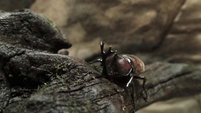 从上面看，一只甲虫爬在树上视频下载