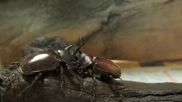 两只长着犄角的甲虫正在爬树视频下载