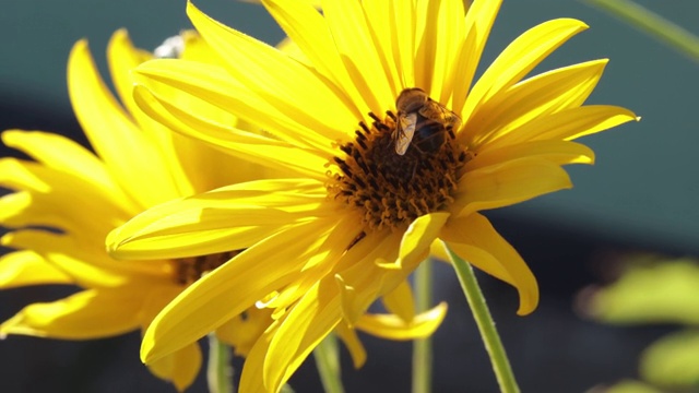 一只蜜蜂从鲜艳的黄色花朵上采集花蜜。视频素材