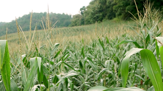 女农民们站在玉米地里，骄傲地微笑着对好产品。视频素材