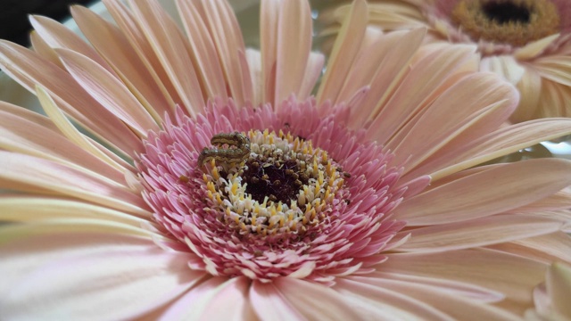 小虫虫，棉球虫，匍匐在粉红色的非洲菊上，视频下载