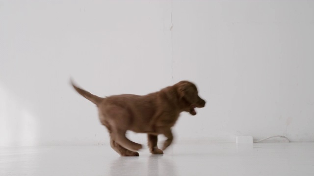 两只拉布拉多小狗在家里从左向右跑，慢镜头视频素材