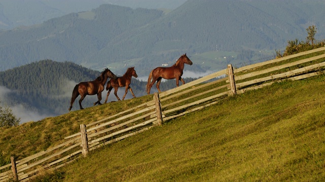 一群野马在山麓的山艾树丛、草地和树木间疾驰视频素材