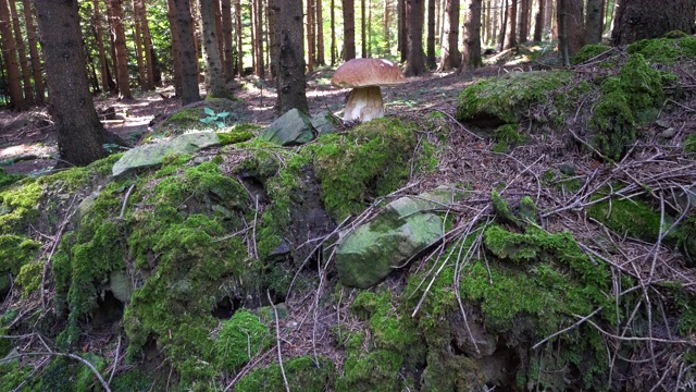 森林中的牛肝菌视频素材