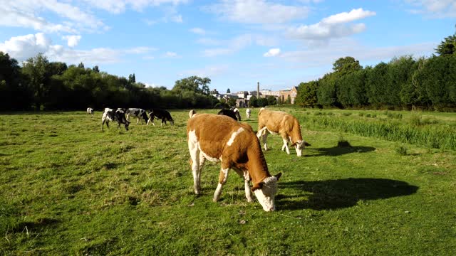 在一个阳光明媚的日子里，奶牛在草地上吃草视频下载